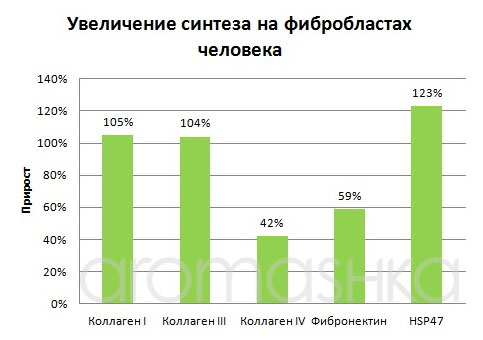 Прирост синтеза на фибробластах человека