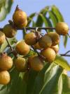 Мыльные орехи (Sapindus Mukorossi) Мыльные орехи (Sapindus Mukorossi)